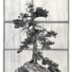Ottavio Celestino, Contravento, triptyque, 2022